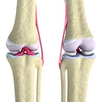 Supplements for Knee Joints