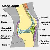 What Are The Benefits of Glucosamine?