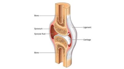 What is Joint Cartilage and How Do You Heal Cartilage?
